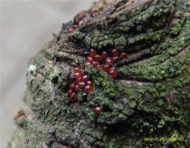 Fruitspintmijt kers early rivers 9/5/2015